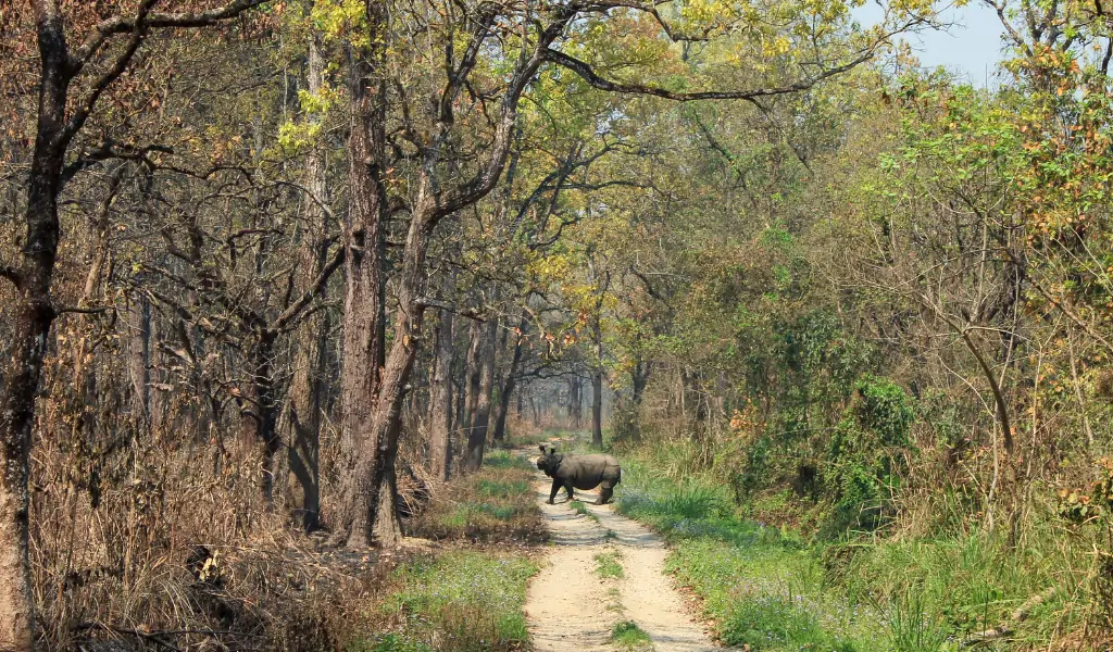 indian rhino in the chitwan national park crossin the trail
