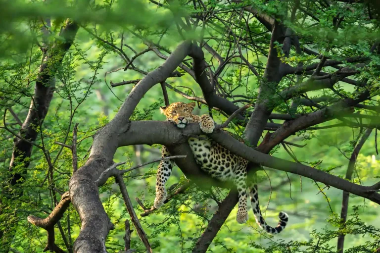 leopard spotted in pench - tiger trails and tribal tales in india and its jungle