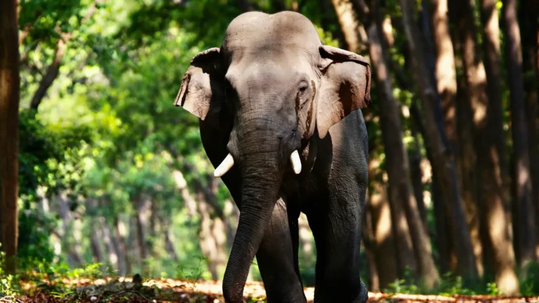 Asian Elephant Walking in Indian Forest on a elephant corridor