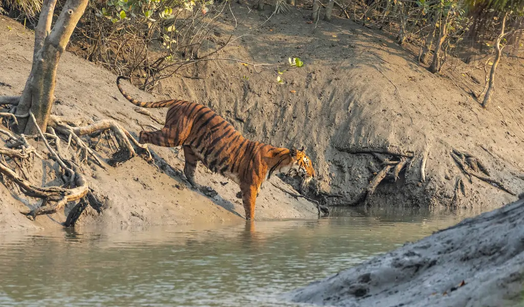 A Royal Bengal Tiger, Panthera tigris, entering a creek while walking round her territory in the mangrove forest of Sundarbans National Park, West Bengal, India A Royal Bengal Tiger, Panthera tigris, entering a creek while walking round her territory in the mangrove forest of Sundarbans National Park, West Bengal, India