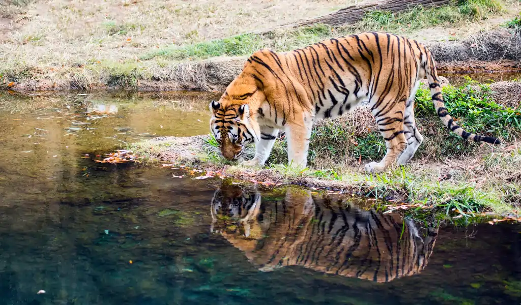 An adult male Bengal tiger (Panthera tigris tigris) studies his reflection in a pond of water An adult male Bengal tiger (Panthera tigris tigris) studies his reflection in a pond of water