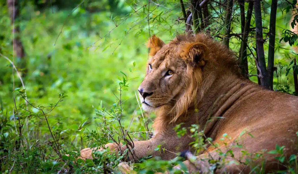 Asiatic Lion in a national park in India Asiatic Lion in a national park in India