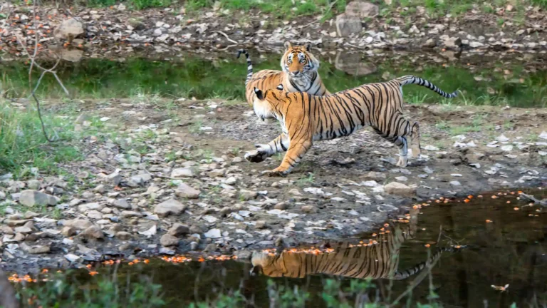 Bengal tigers in Ranthambhore National Park What species should I look for when planning a Visit to India's wildlife