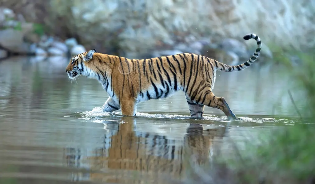 Majestic tiger crossing river in corbett Majestic tiger crossing river in corbett