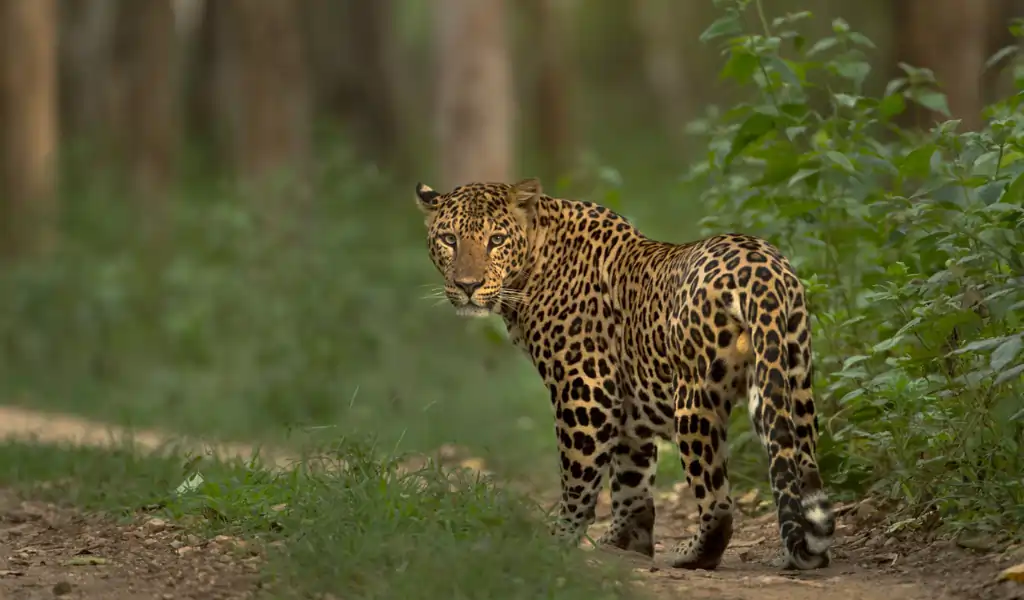 Photo of a Leopard Photo of a Leopard