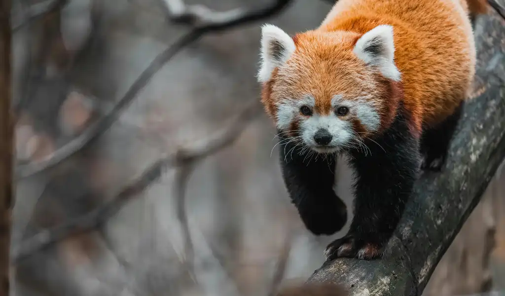 Red Panda Climbing Tree Red Panda Climbing Tree