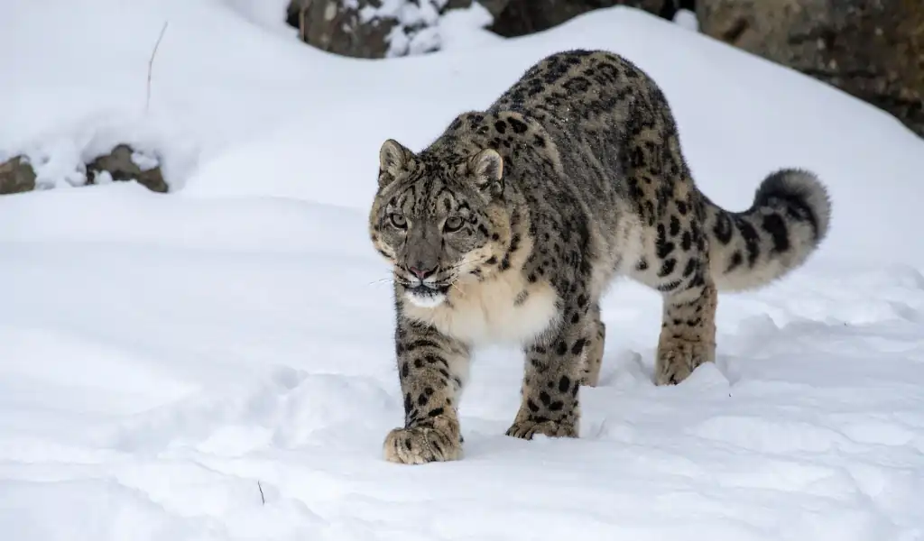 Snow Leopard Walking on Snowy Ground Snow Leopard Walking on Snowy Ground