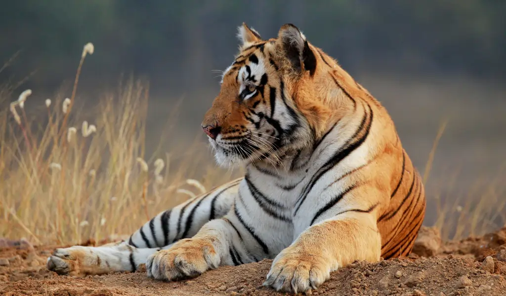 The King Matkasur Male Tiger.Tadoba National Park The King Matkasur Male Tiger.Tadoba National Park