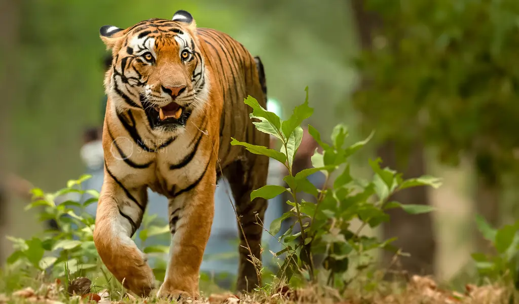 Tiger sighting in kanha national park Tiger sighting in kanha national park