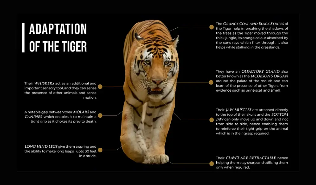 adaptation of the tiger adaptation of the tiger