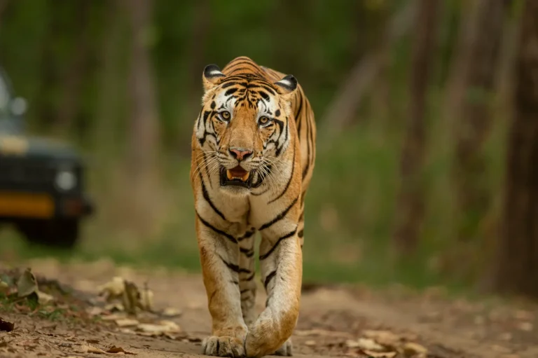 all about the royal bengal tiger