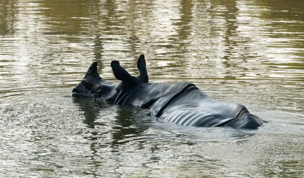 rhinos cool themselves in ponds rhinos cool themselves in ponds