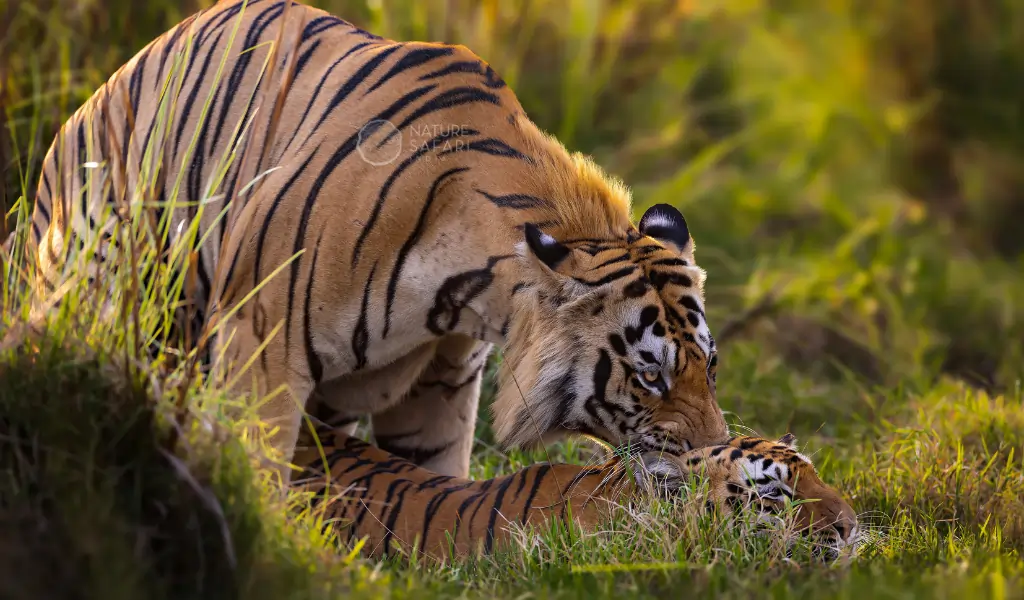 tiger mating in kanha national park tiger mating in kanha national park