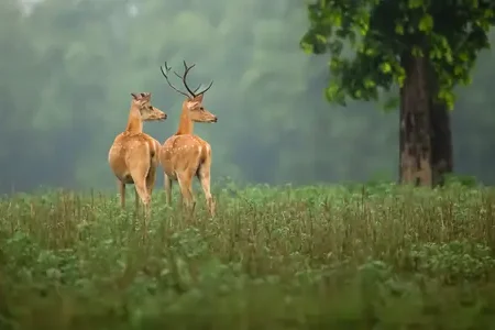barahsingha in kanha