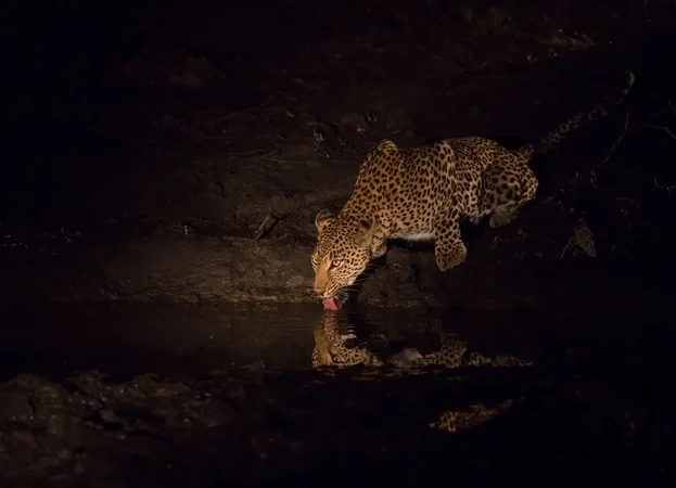 leopard spotted late in ranthambore national park
