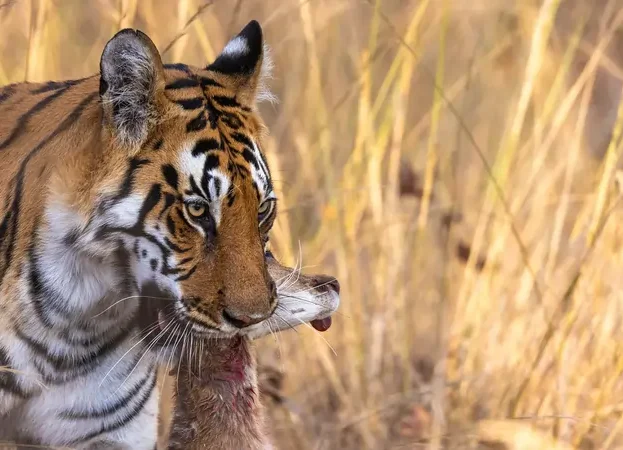 tiger with its prey