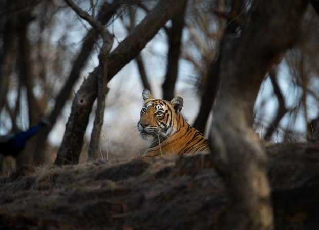 tigers in ranthambore national park 7